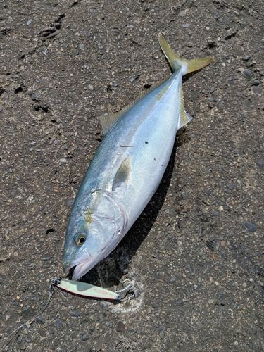 ワカシの釣果