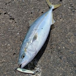 ワカシ
