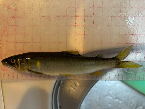 アユの釣果
