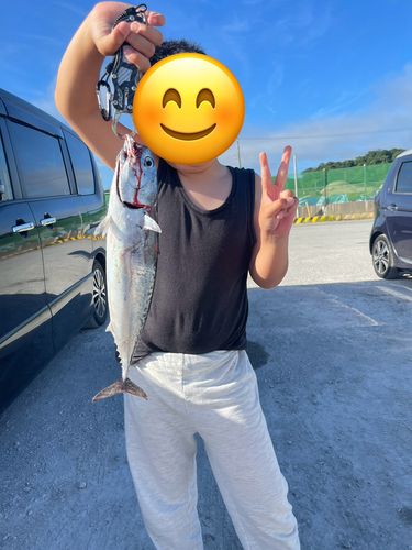 ソウダガツオの釣果
