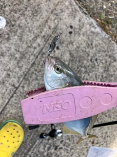 シオの釣果