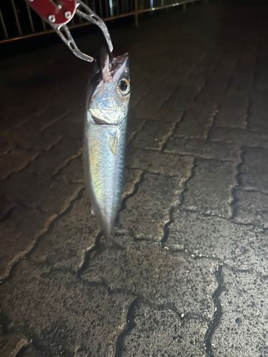 サバの釣果