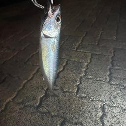 サバ