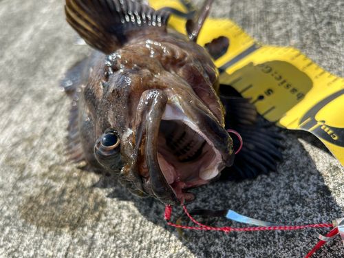 ムラソイの釣果