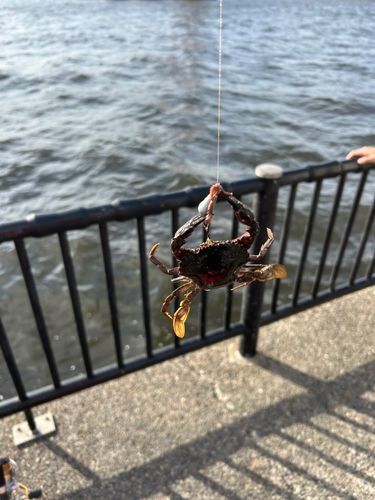 カニの釣果