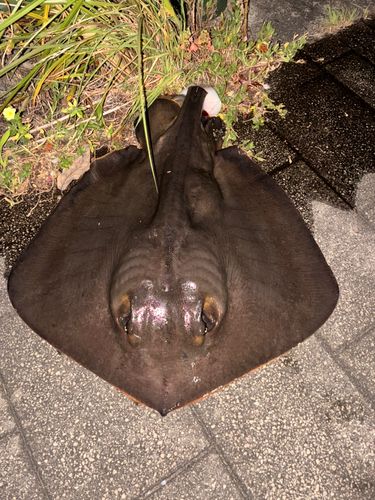 アカエイの釣果