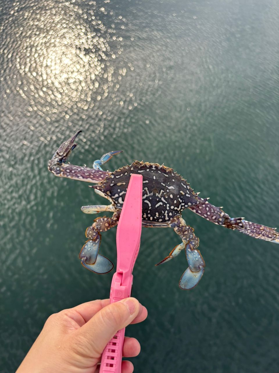 タイワンガザミ