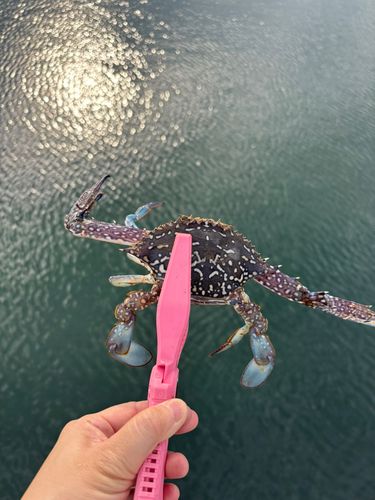 タイワンガザミの釣果