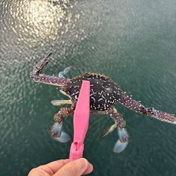 タイワンガザミ