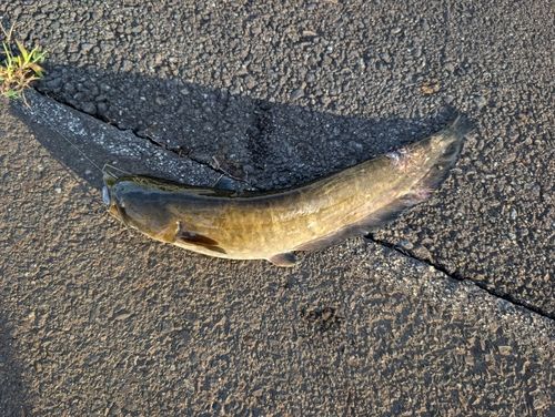 ナマズの釣果