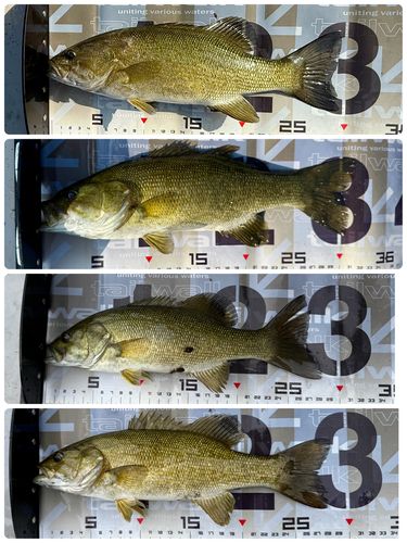 スモールマウスバスの釣果