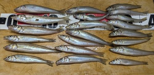 キスの釣果