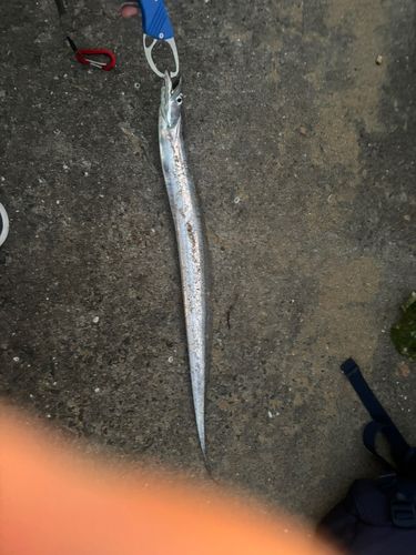 タチウオの釣果