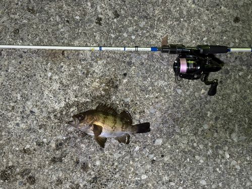 メバルの釣果