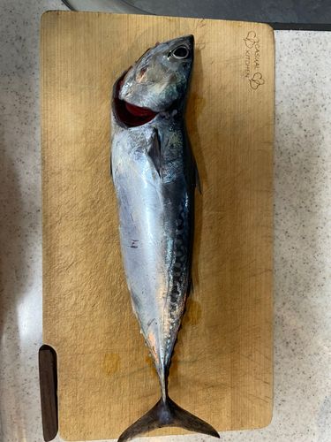 ソウダガツオの釣果