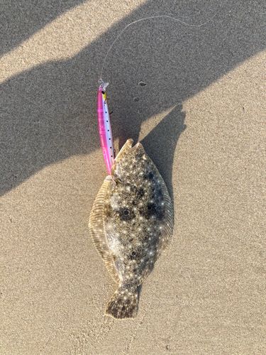 ソゲの釣果