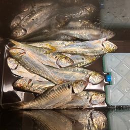 コノシロ