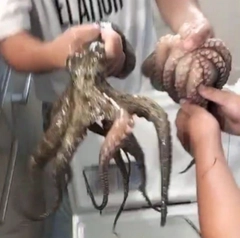 マダコの釣果
