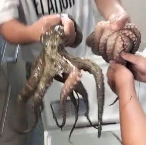 マダコの釣果