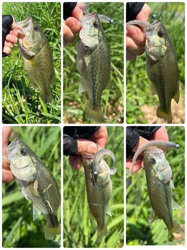 ブラックバスの釣果