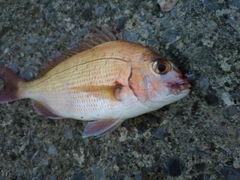 タイの釣果