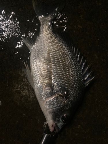 キビレの釣果