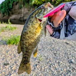 スモールマウスバス