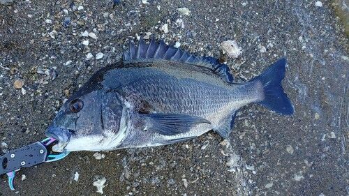 クロダイの釣果