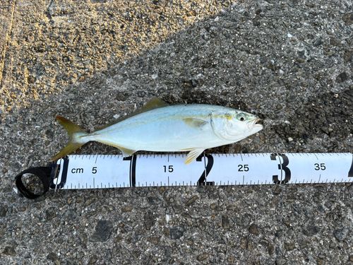 ワカシの釣果