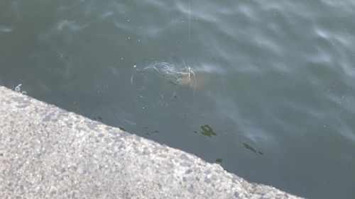 エイの釣果
