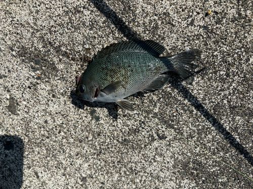 グレの釣果
