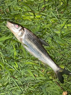 ニゴイの釣果