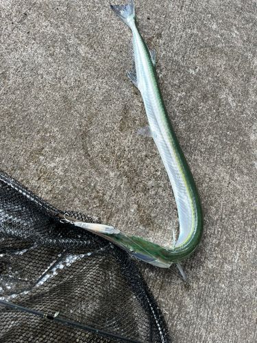 ダツの釣果