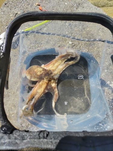タコの釣果