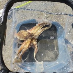 タコ