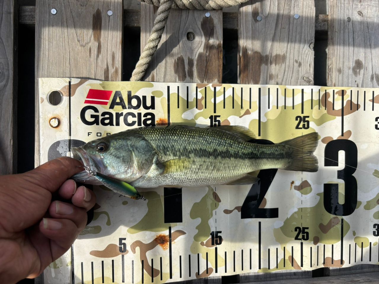 ラージマウスバス