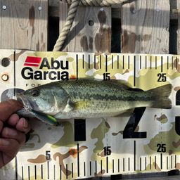 ラージマウスバス