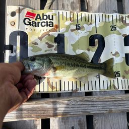 ラージマウスバス