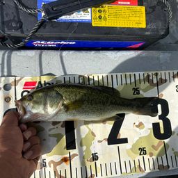 ラージマウスバス