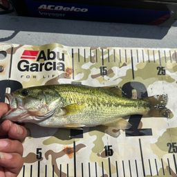 ラージマウスバス