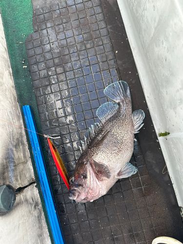 マゾイの釣果