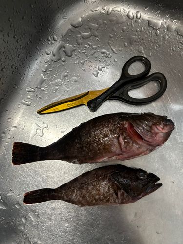 ガシラの釣果
