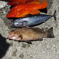 オオモンハタの釣果