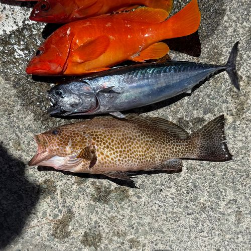 オオモンハタの釣果