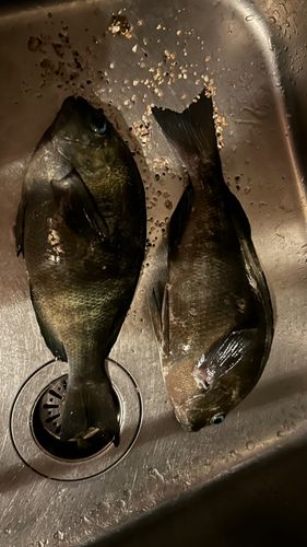 メジナの釣果
