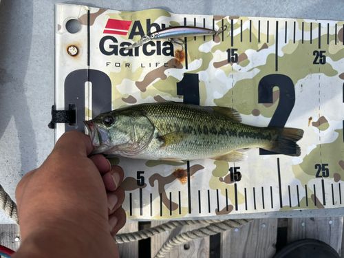 ラージマウスバスの釣果