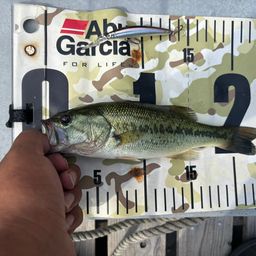 ラージマウスバス