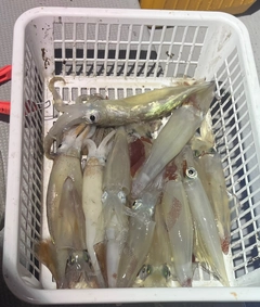 ケンサキイカの釣果