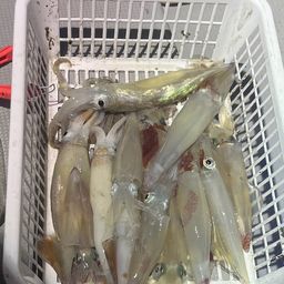 ケンサキイカ