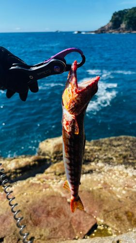 アカエソの釣果